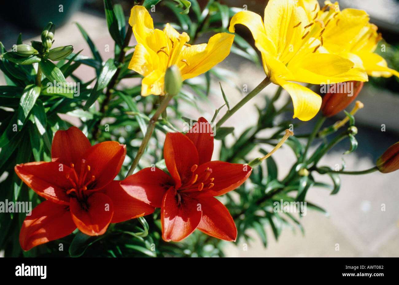 Red and Yellow Trumpet bloom Lillies also known as Lilium hybrida. Stock Photo