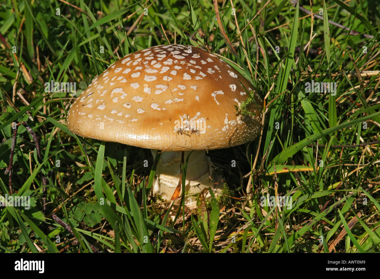 Blusher Amanita rubescens, edible mushroom Stock Photo