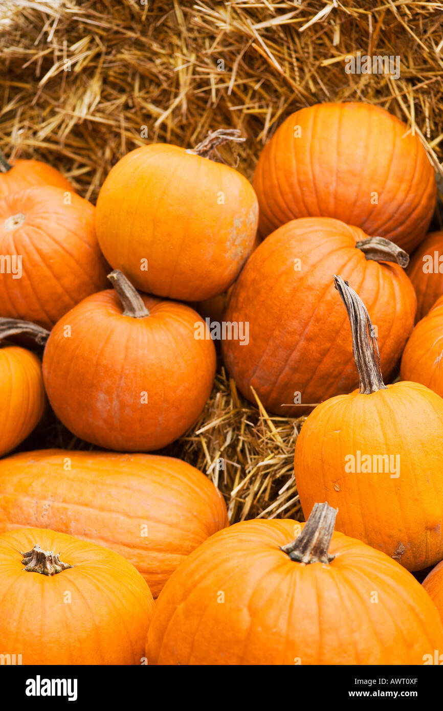 Orange edible pumpkins on straw Stock Photo - Alamy