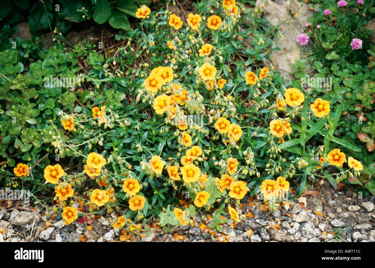 Orange Rock Rose - Helianthemum Stock Photo