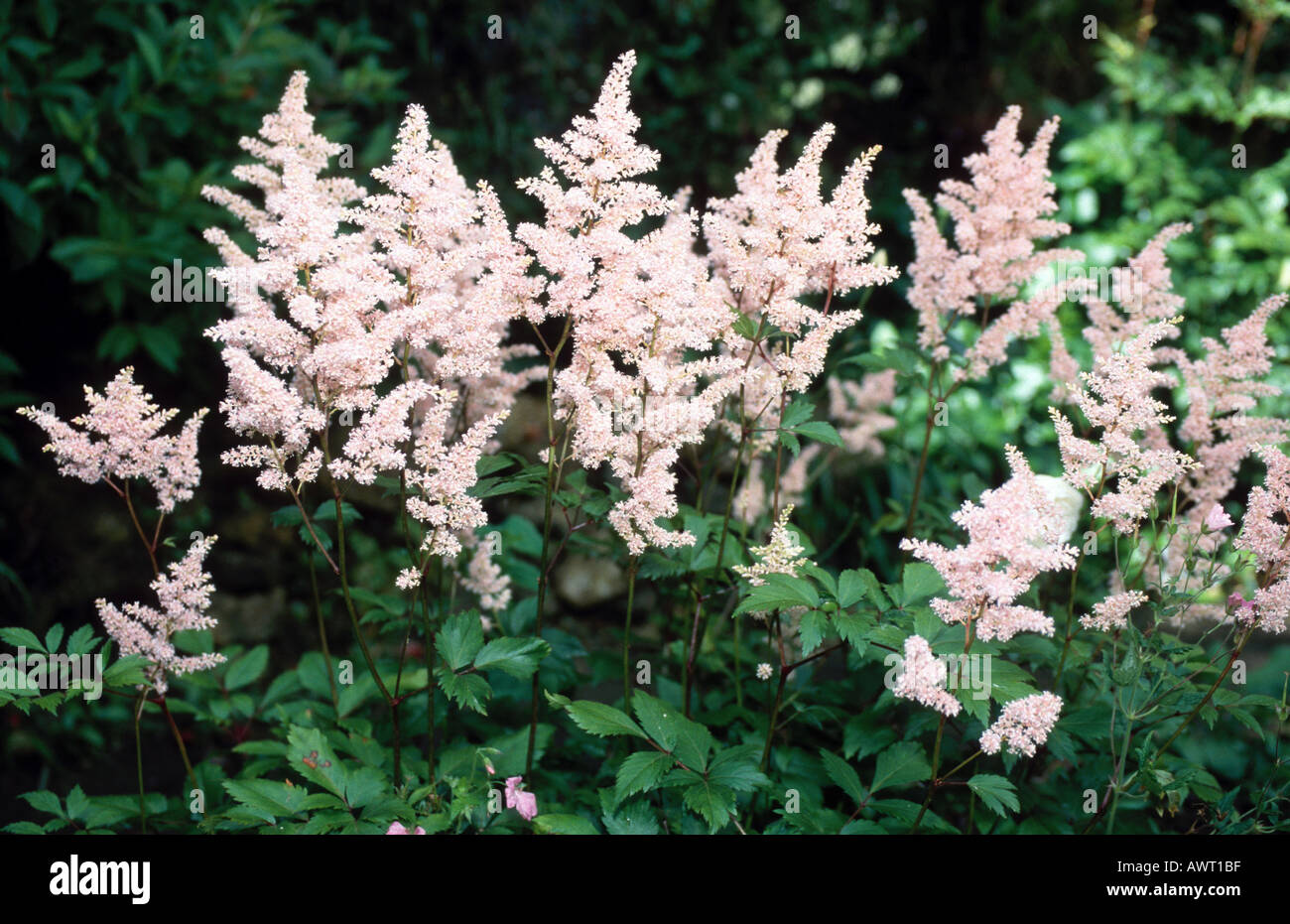 Astilbe flowers astilbe arendsii hires stock photography and images