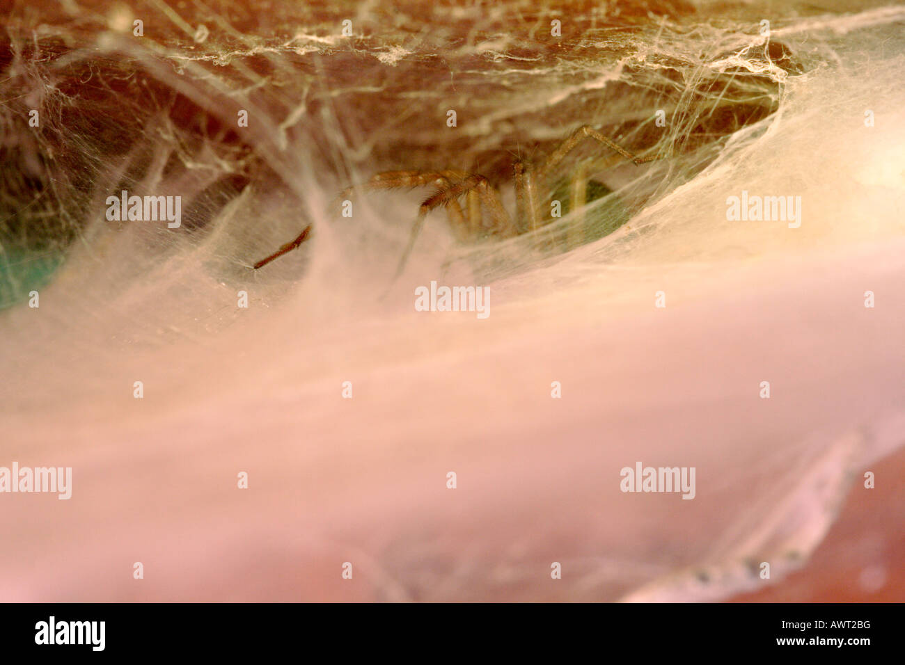 House Spider, Tegenaria gigantea, sitting in the funnel tubular retreat of its dense sheet web, waiting for prey, UK Stock Photo