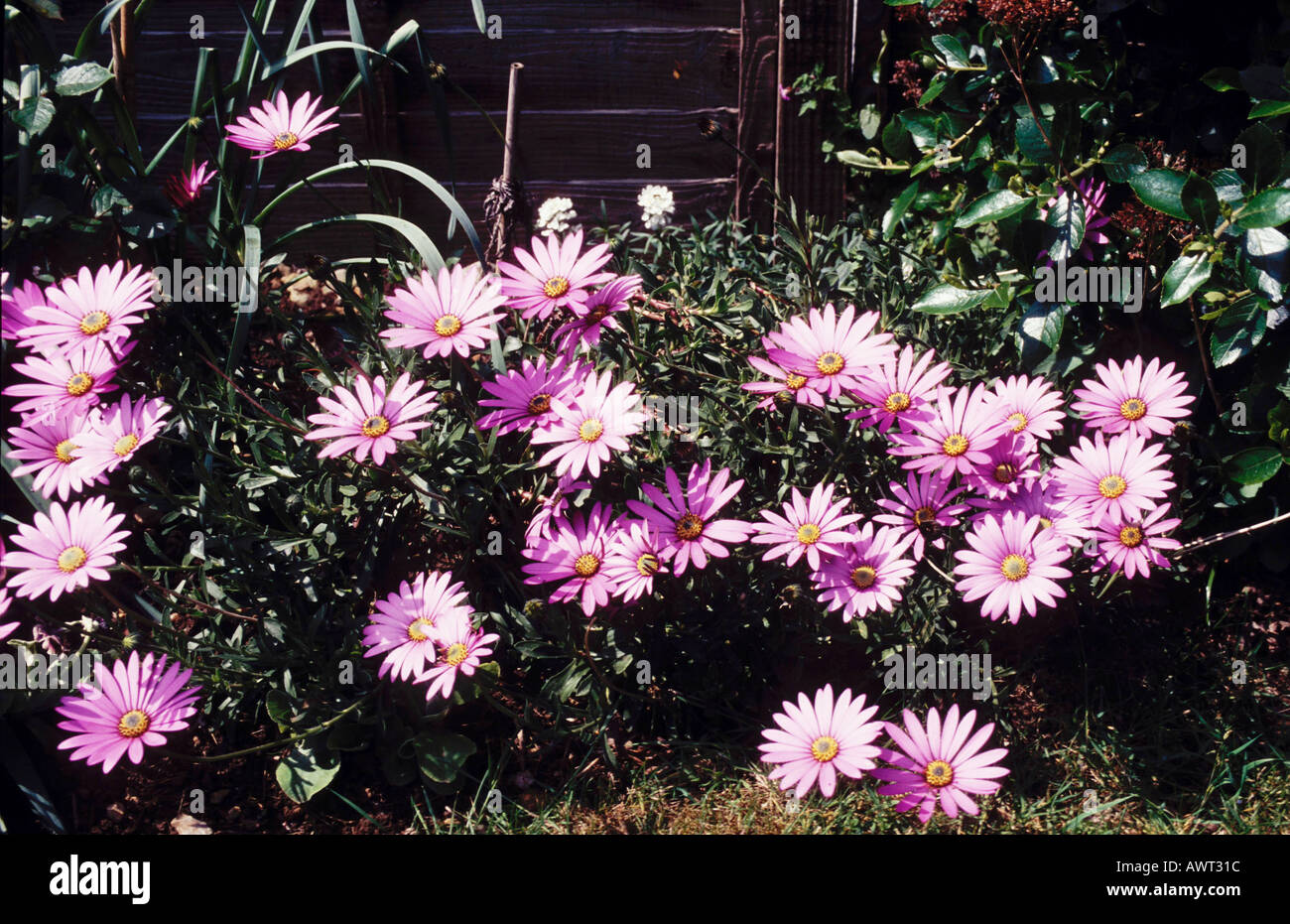 South African daisies Calistephus Stock Photo Alamy
