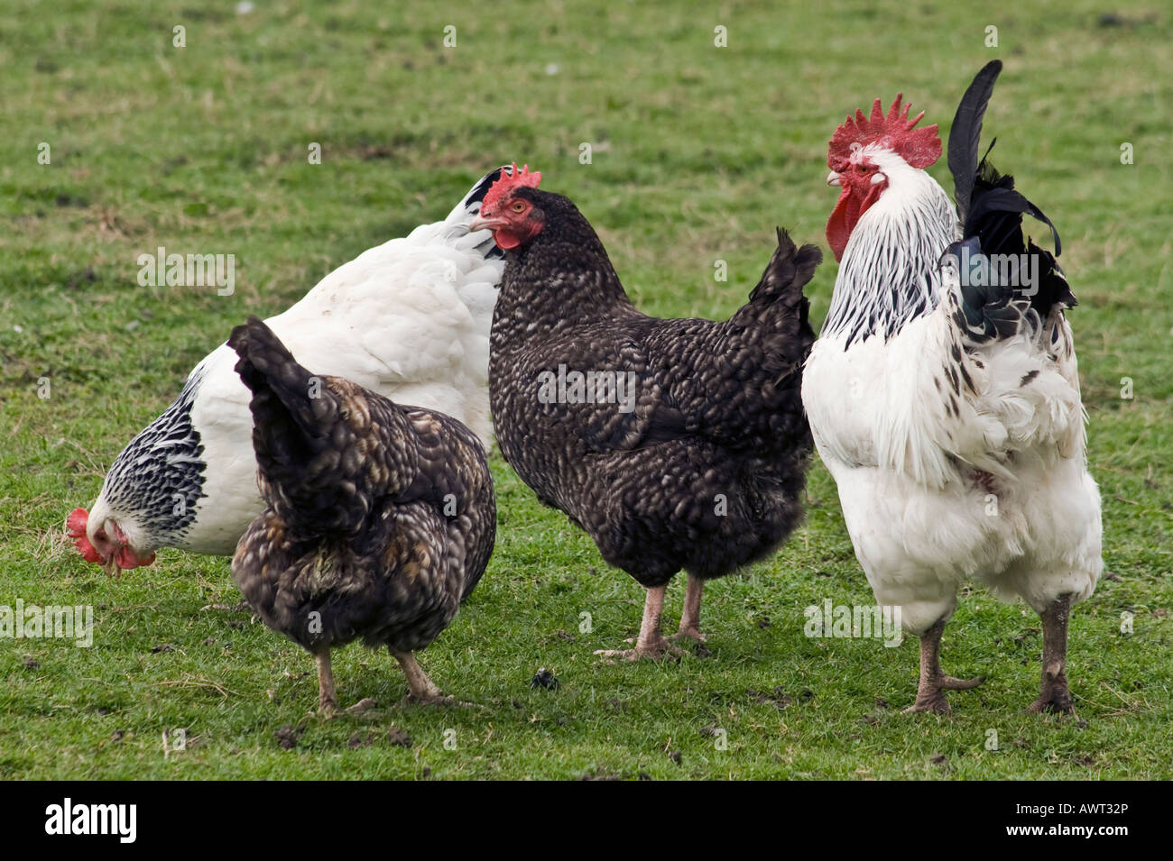 Free range Chickens Cockerel [Gallus domesticus] Stock Photo