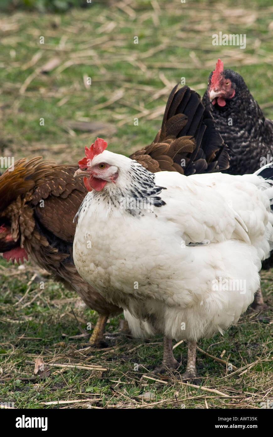 Free range Chickens [Gallus domesticus] Stock Photo