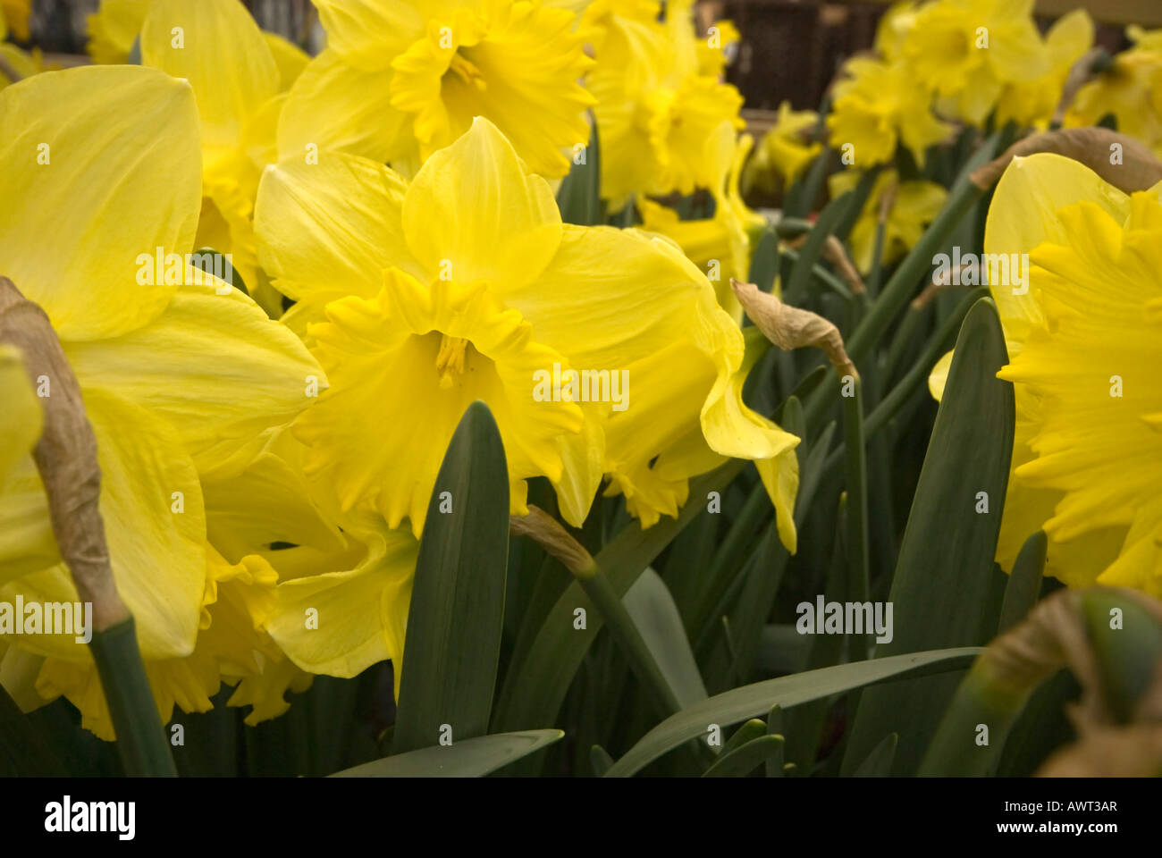 Daffodils var.'Best Seller ' Stock Photo