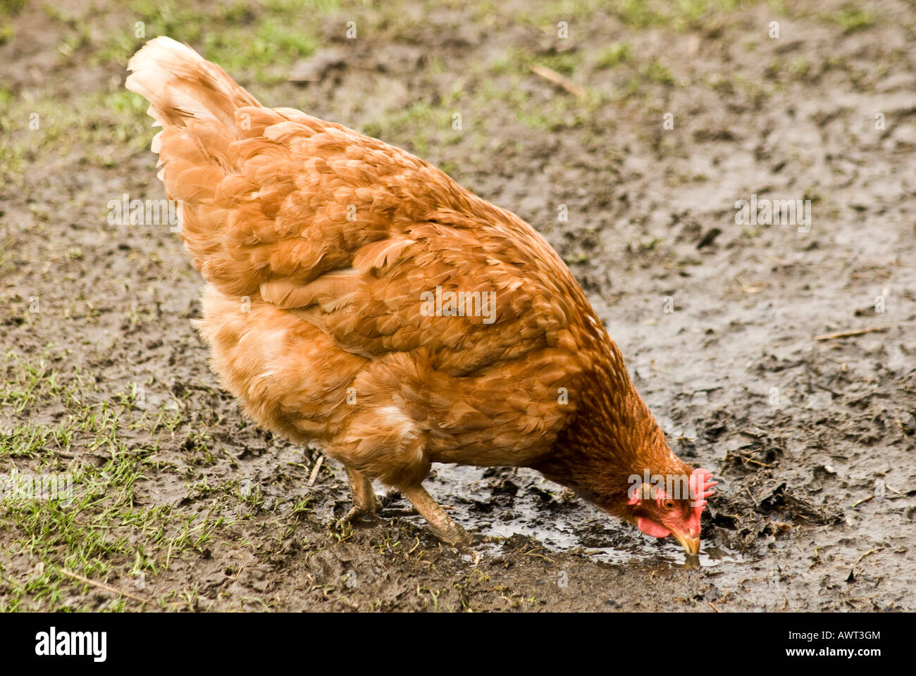 Free range Hen Domestic chicken Gallus domesticus Stock Photo