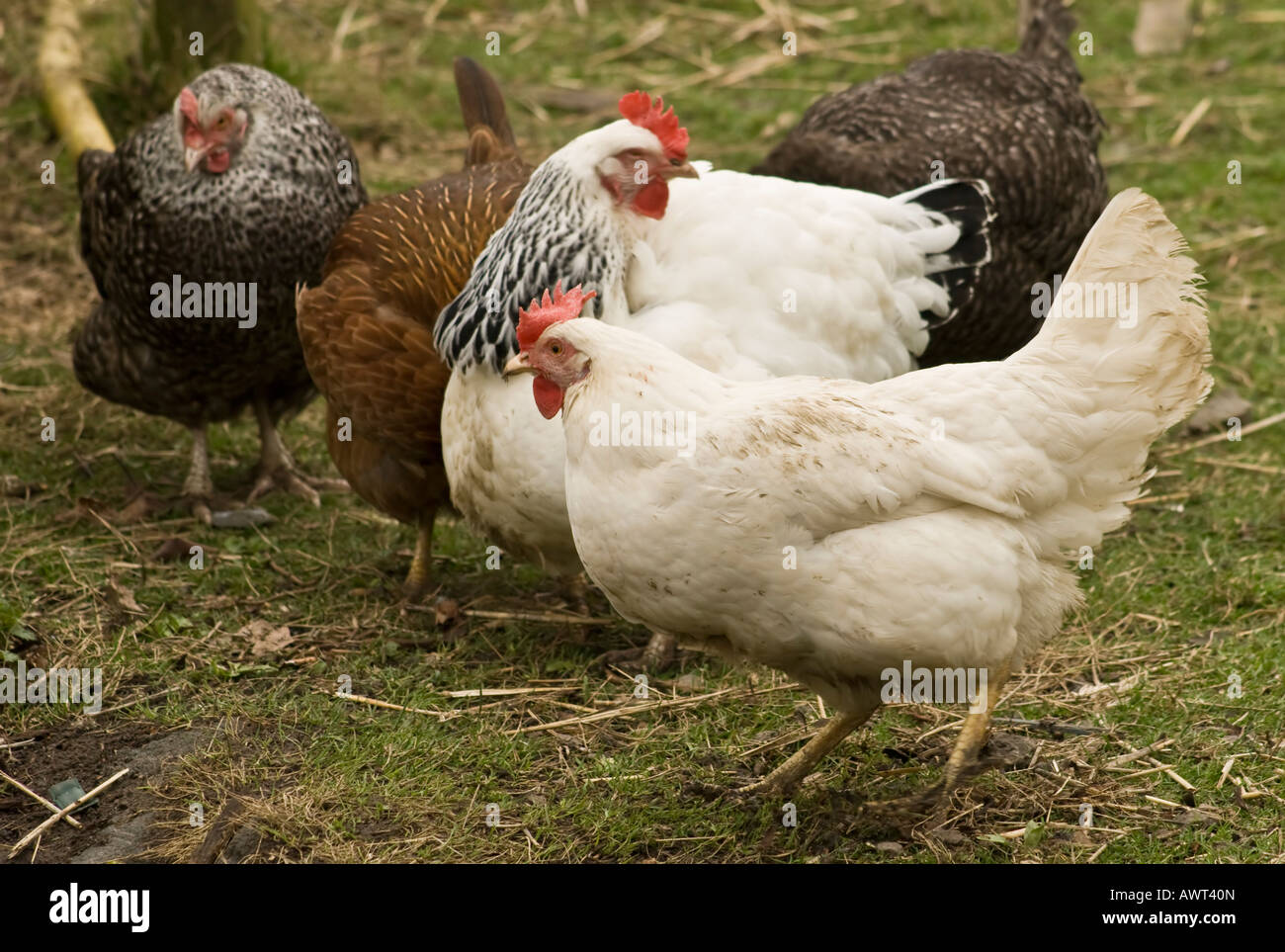 Free range Chickens [Gallus domesticus] Stock Photo