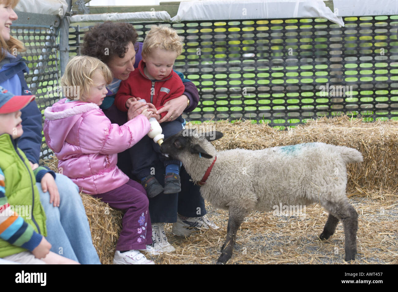 Children feeding a lamb at a farm visitor centre Stock Photo Alamy