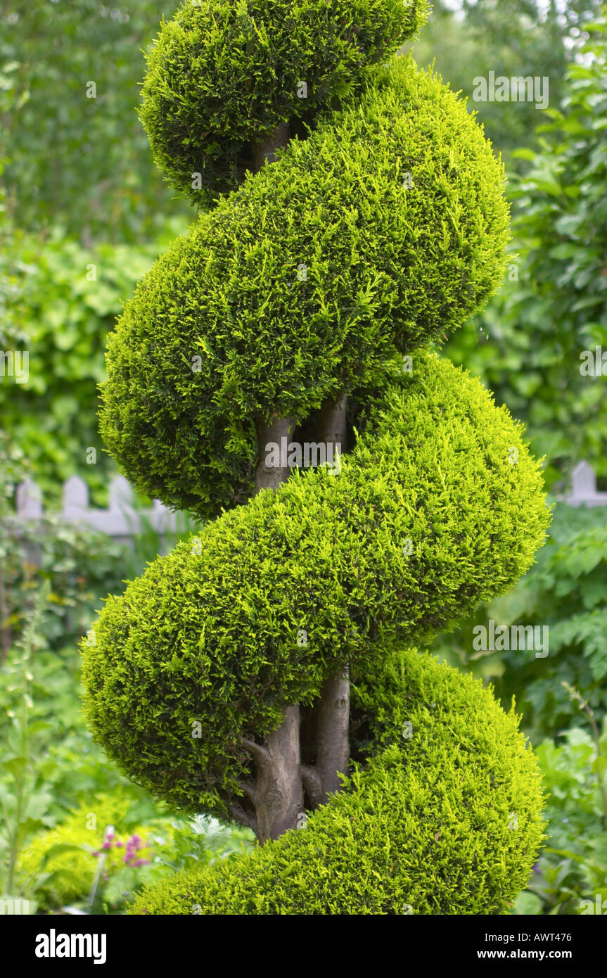 Conifer trained in a spiral Stock Photo Alamy