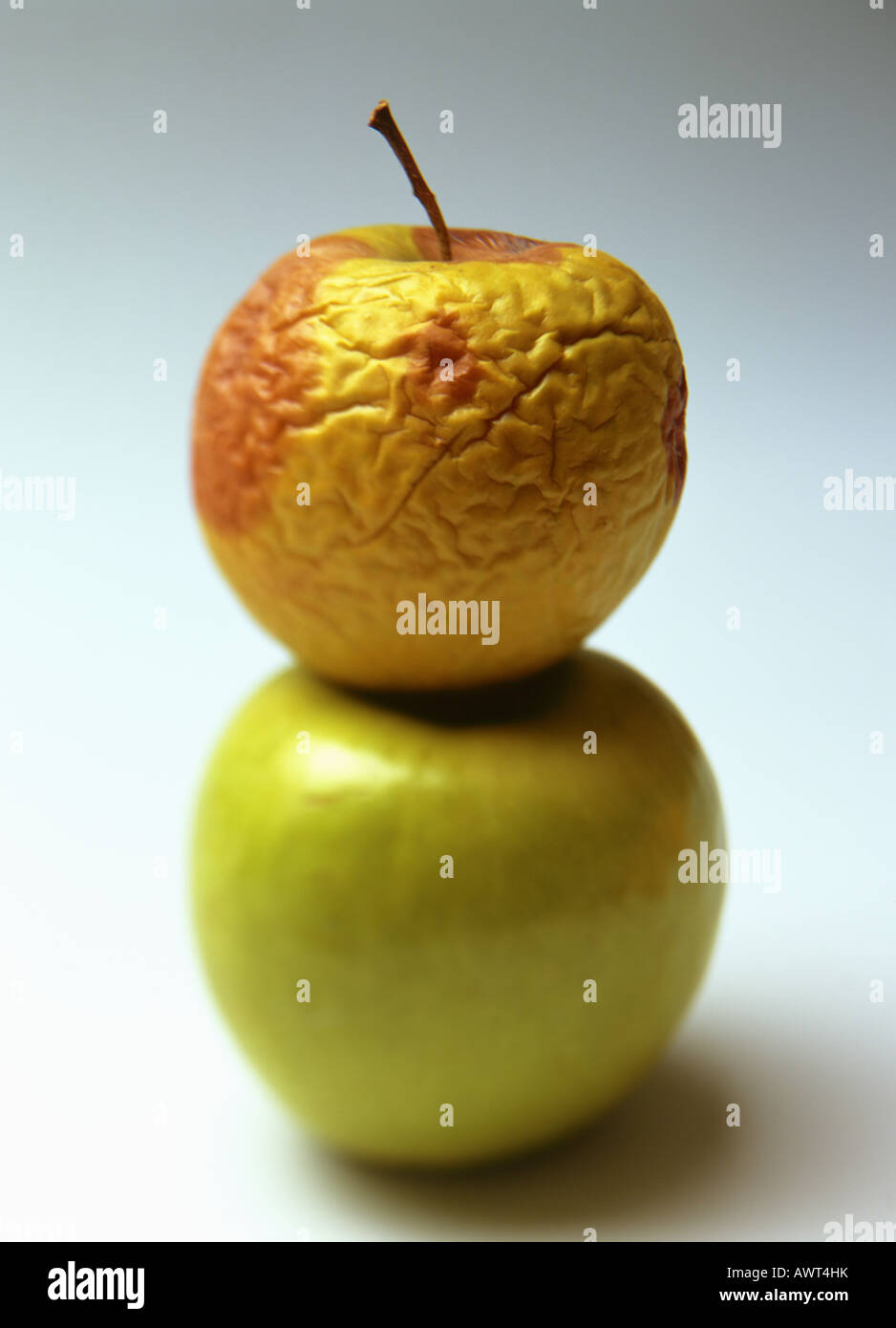 ONE GREEN GRANNY SMITH UNDER A ROTTEN AND WRINKLED YELLOW GOLDEN