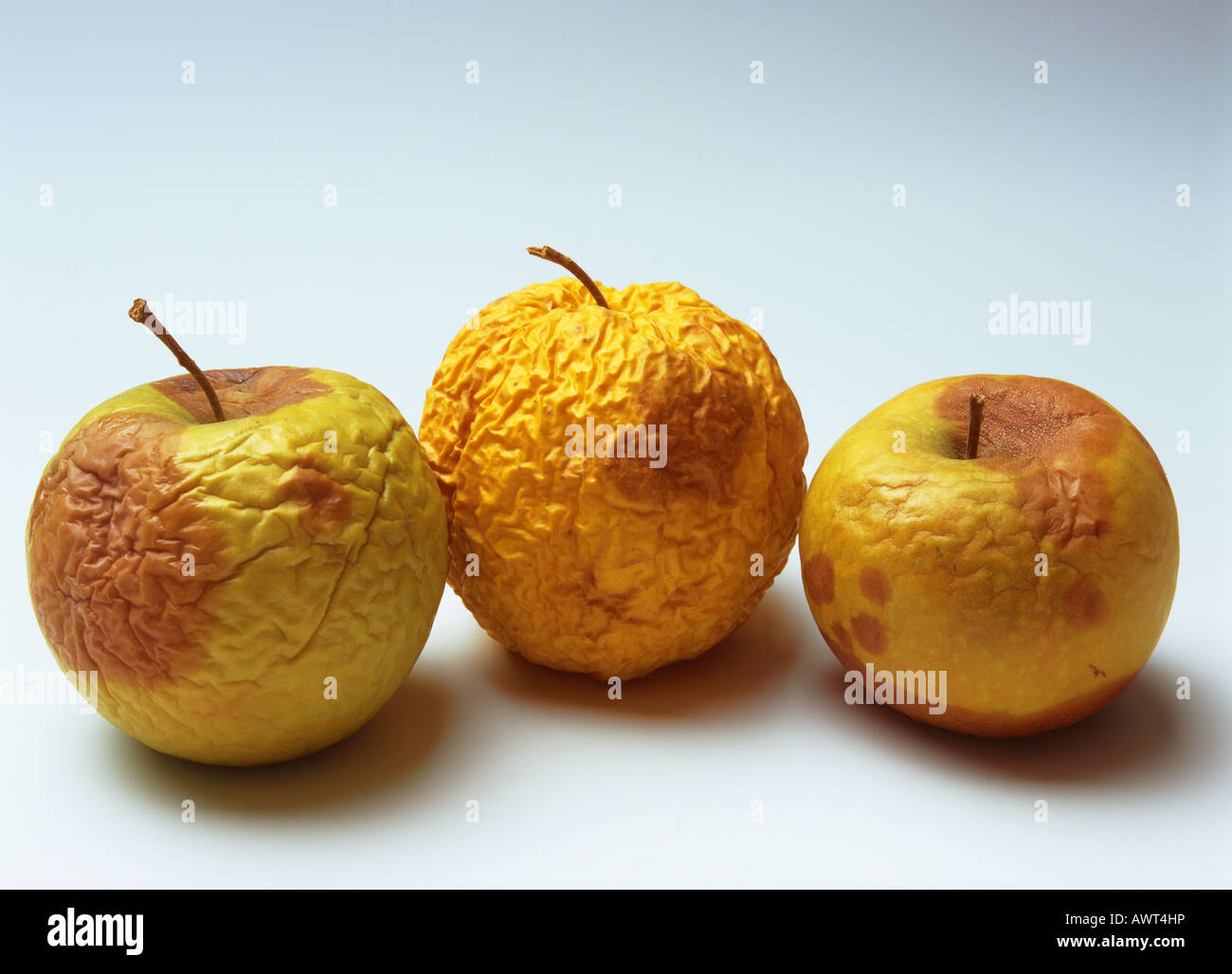 THREE ROTTEN AND WRINKLED YELLOW GOLDEN DELICIOUS APPLES Stock Photo