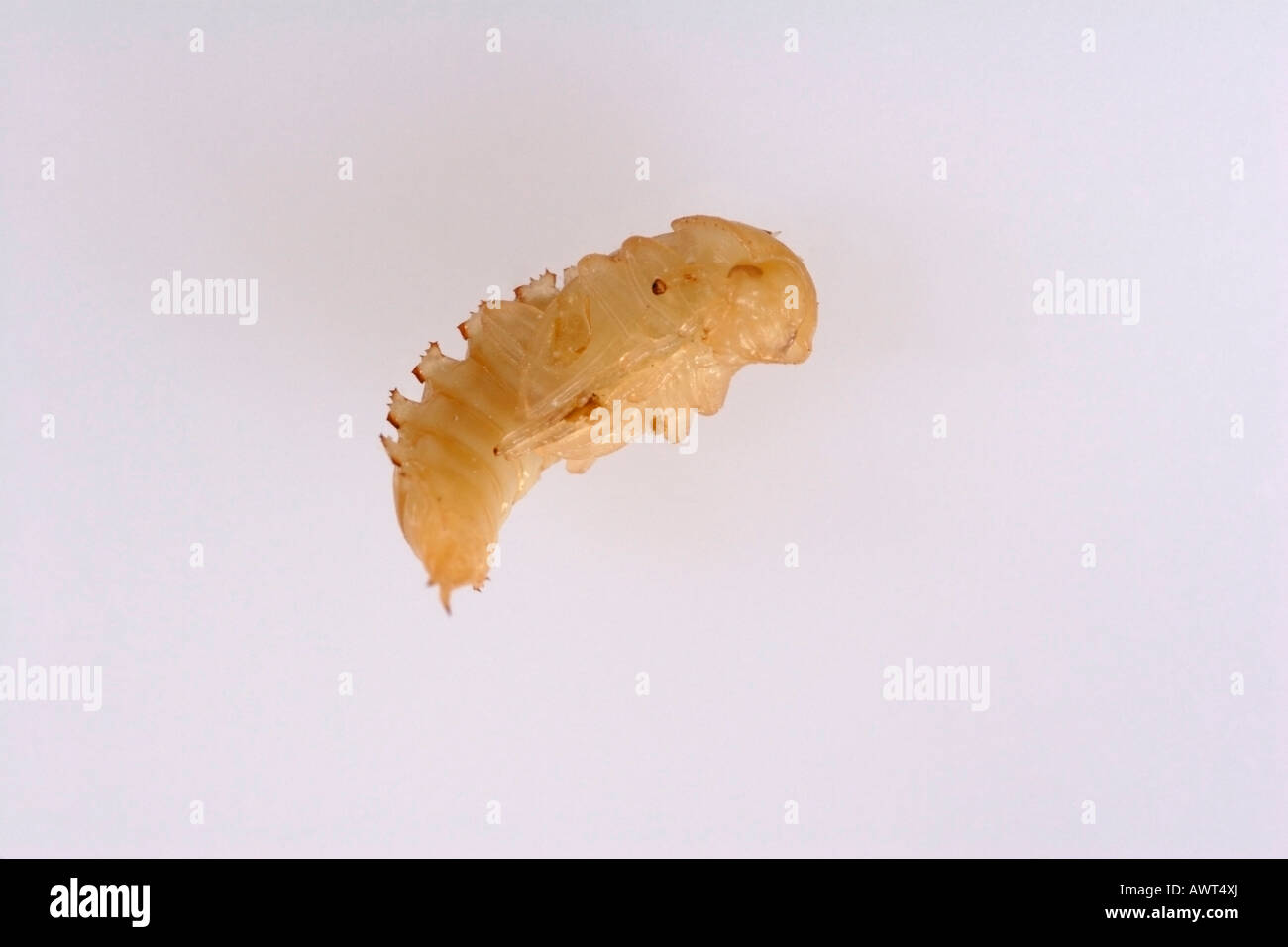 Darkling beetle larva at pupa stage (Tenebrio molitor Stock Photo Alamy