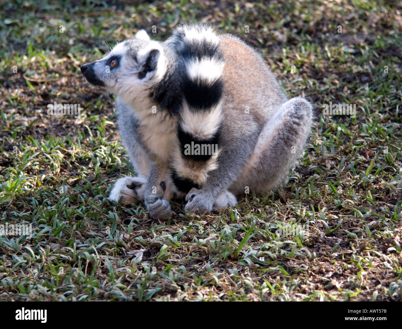 Ring-tailed lemur (Lemur catta)  strepsirrhine primate captive bred in captivity Ring tailed Lemur lemurs primates primate Stock Photo