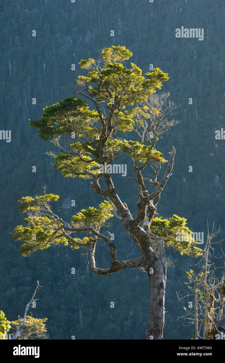 Coihue tree or Southern Beech (Nothofagus dombeyi) Alerce Alpino National Park, CHILE Stock Photo