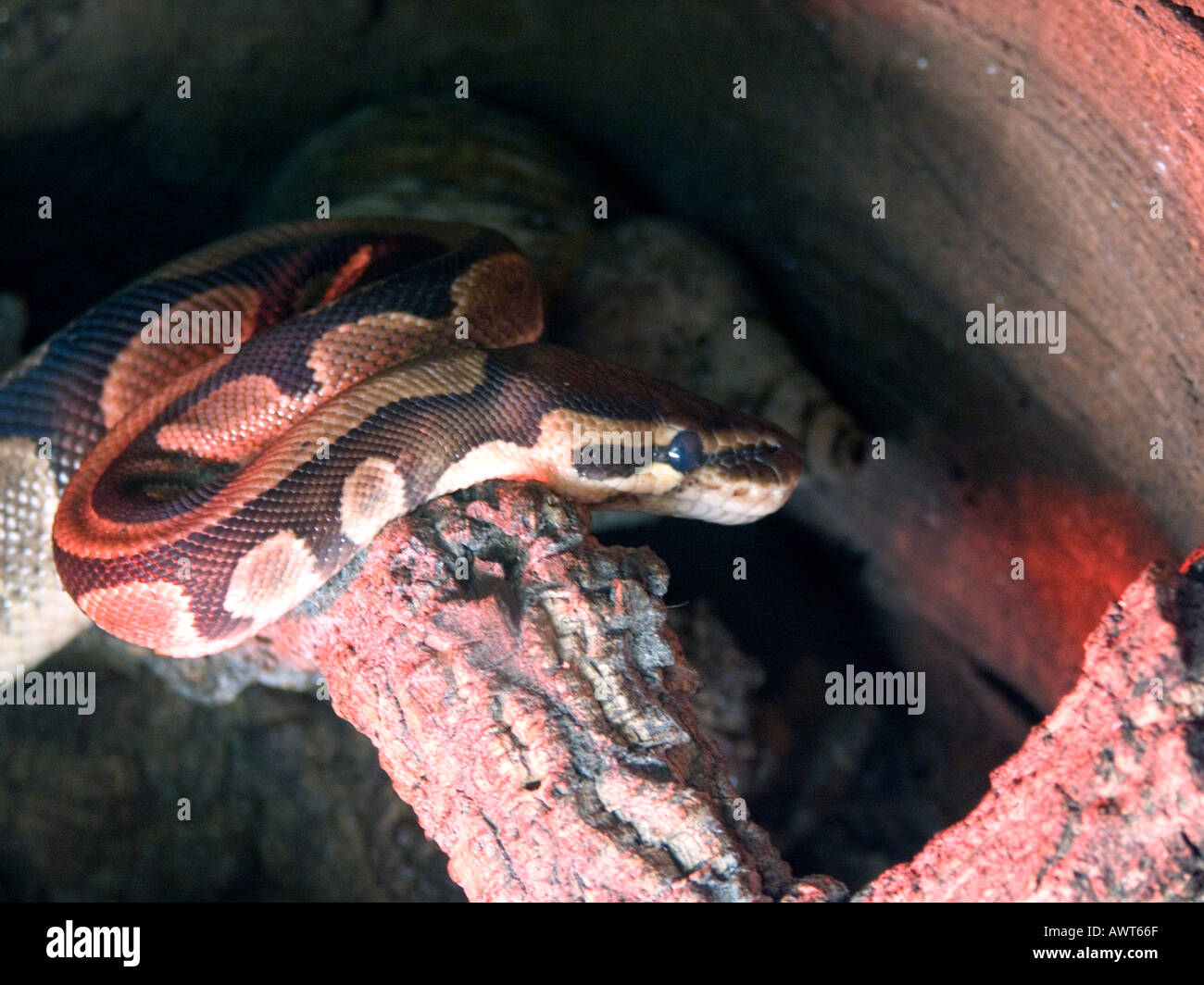 captive Ball Python or Royal Python (Python regius Stock Photo - Alamy