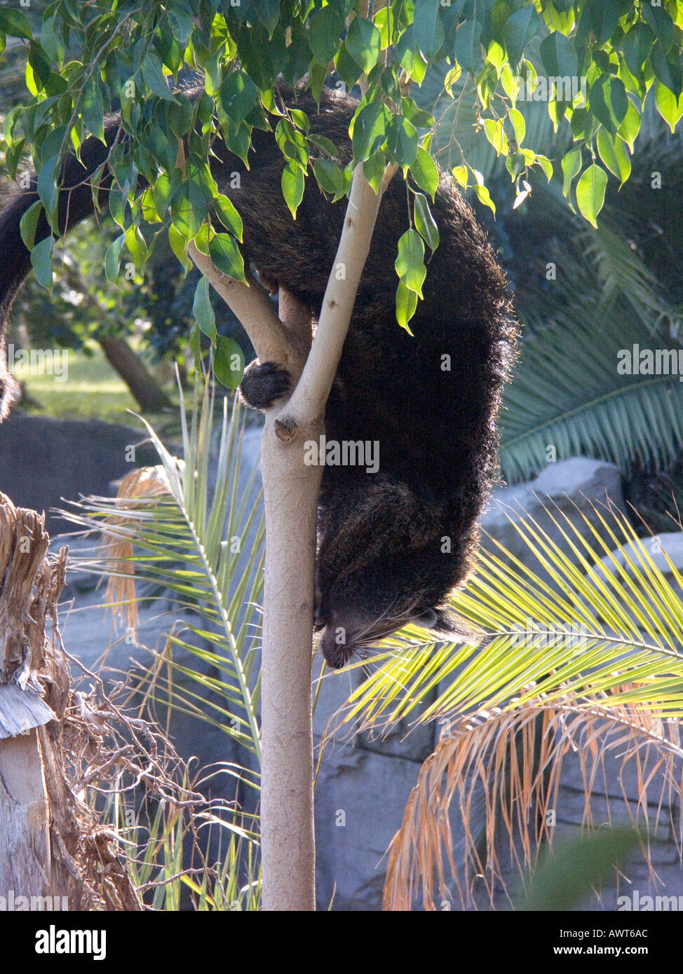 captive bearcat (Binturong arctictis) binturong,  binturong, bearcats, slow moving, arboreal, animal, decending Stock Photo
