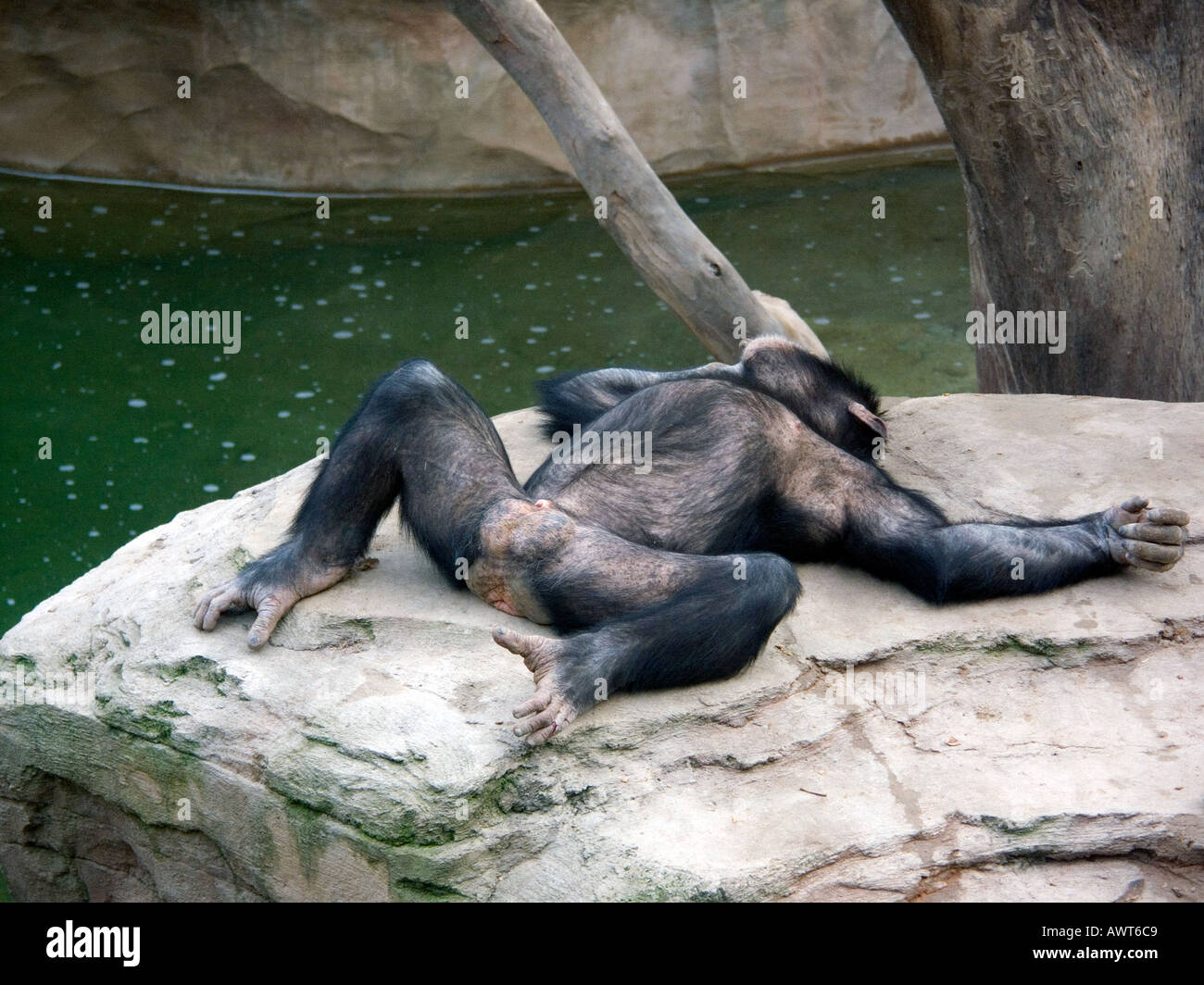 captive bred male chimp on rock showing his genitals genitalia Chimpanzee ( Pan troglodytes ) Stock Photo