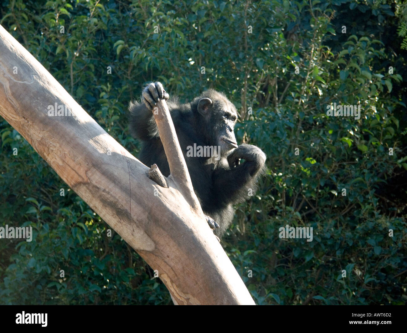 Chimpanzees (Pan troglodytes)  on top of post captive bred Chimpanzees Pan troglodytes great ape apes primate primates Stock Photo