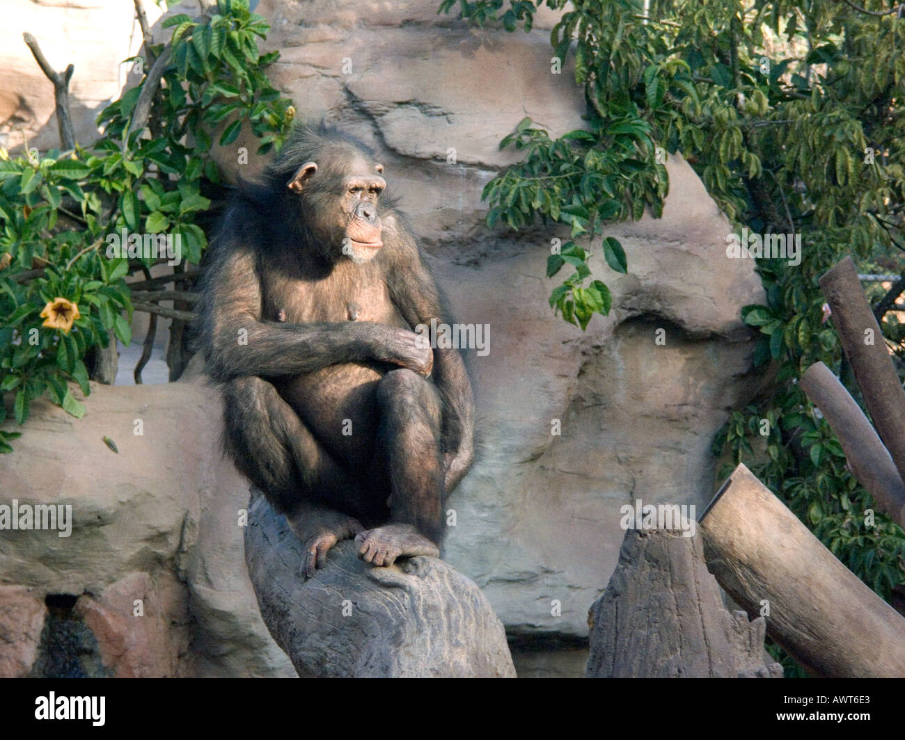 captive bred female Chimpanzee ( Pan troglodytes ) great ape apes