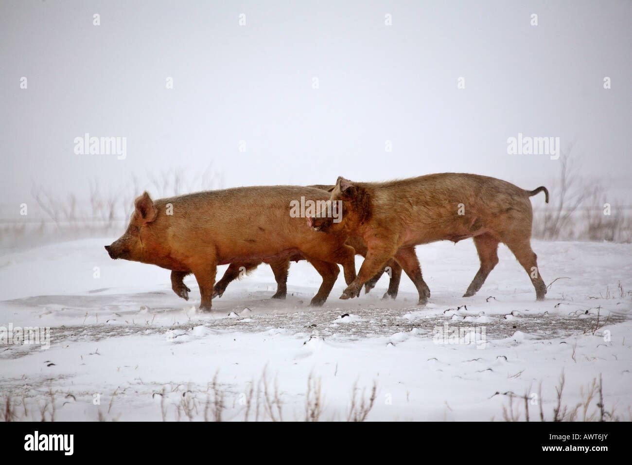Pigs in winter Stock Photo Alamy