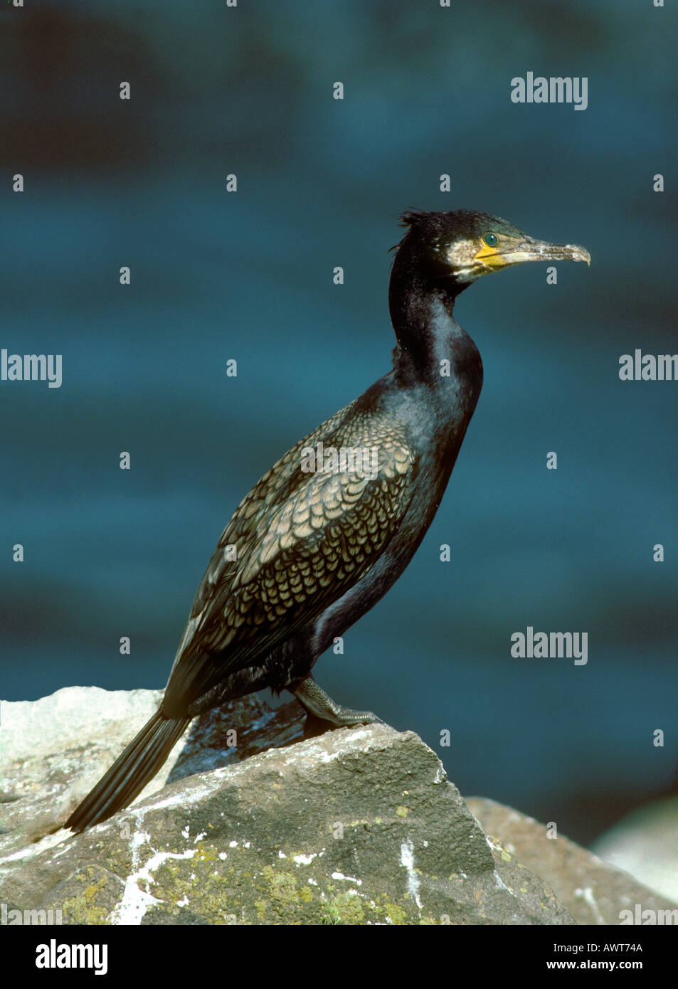great cormorant Phalacrocorax carbo Stock Photo