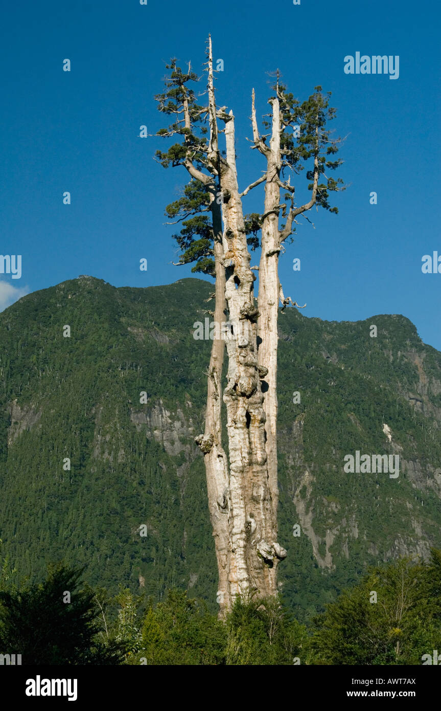 Alerce tree (Fitzroya cupressoides) Alerce Alpino National Park, CHILE Stock Photo