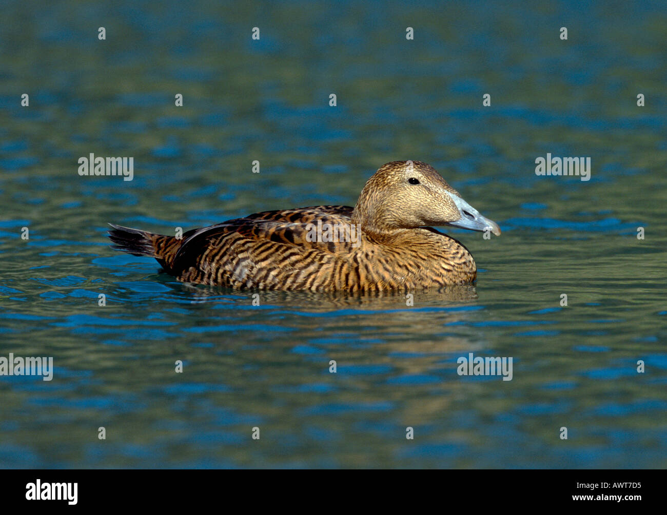 EIDER FEMALE Stock Photo