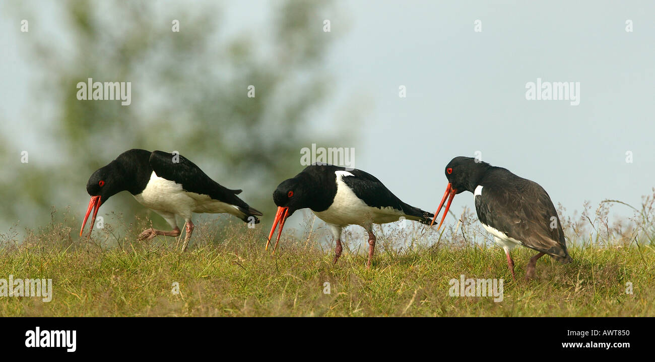 OYSTERCATCHER Haematopus ostralegus Stock Photo