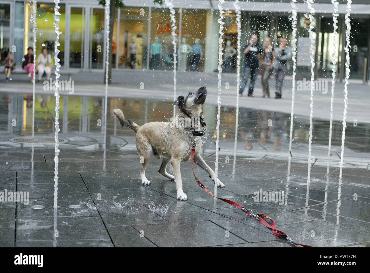 A dog plays with automatic water fountain at the inner place of the Norman Foster s building METROPOLITAN in downtown Warsaw Pol Stock Photo