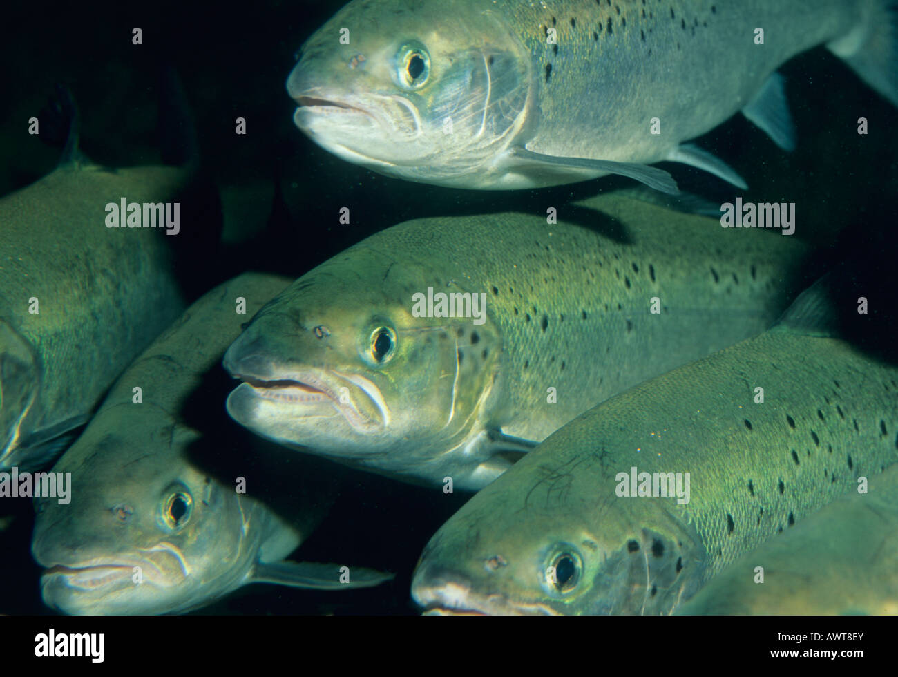 Atlantic Salmon (Salmo salar) Farm raised CHILE Stock Photo