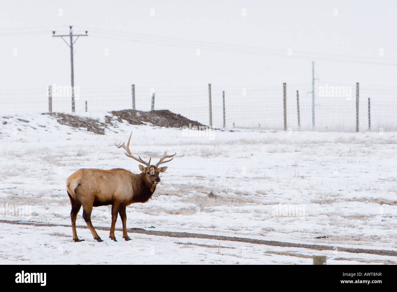 Elk roam about at Pioneers Park in Lincoln Nebraska USA Stock Photo Alamy