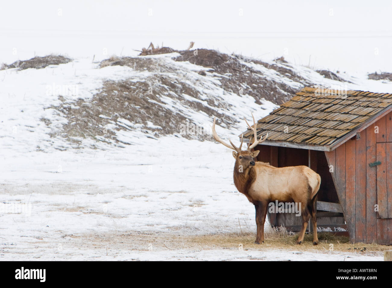 Elk roam about at Pioneers Park in Lincoln Nebraska USA Stock Photo Alamy