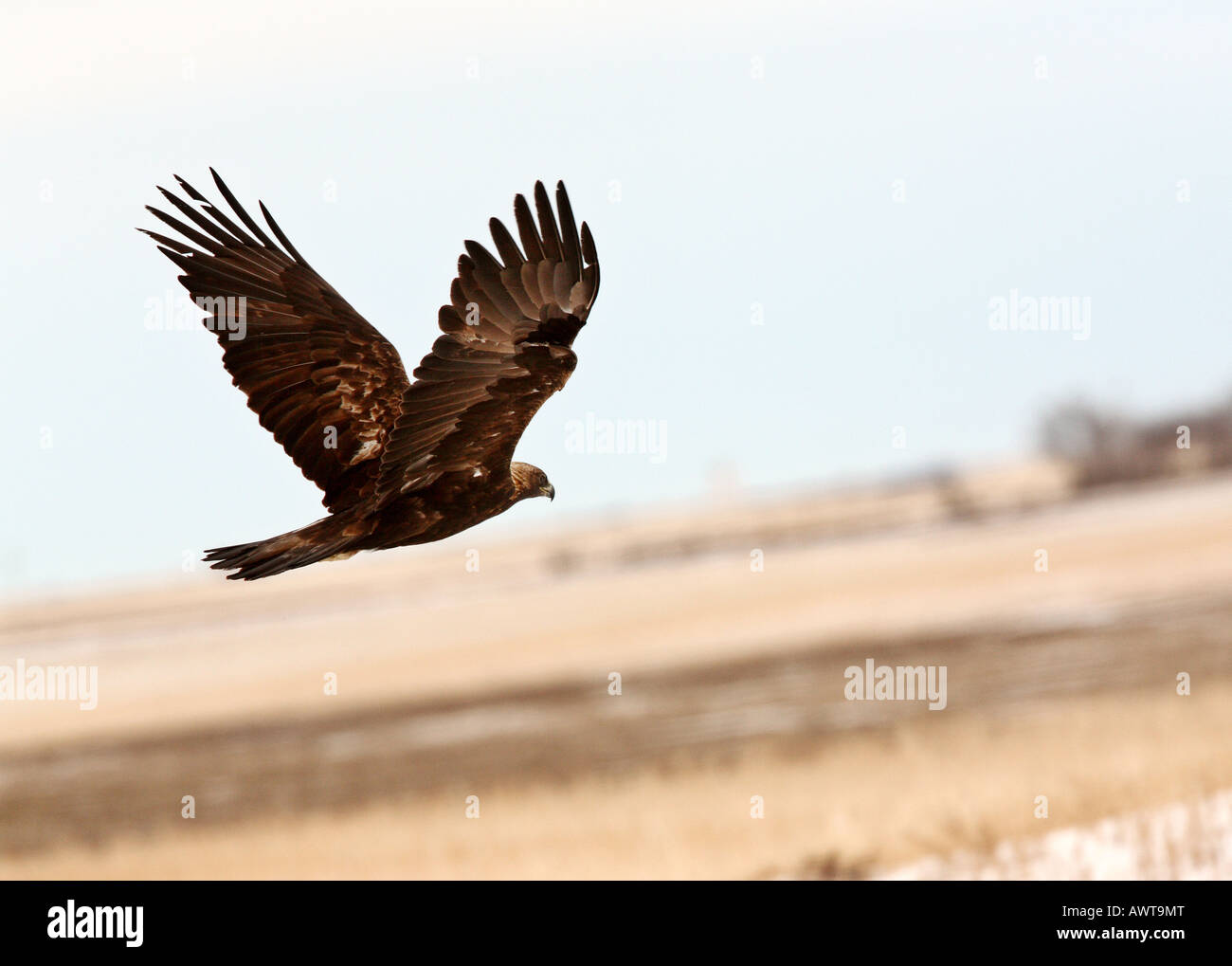 Golden Eagle in flight Stock Photo Alamy