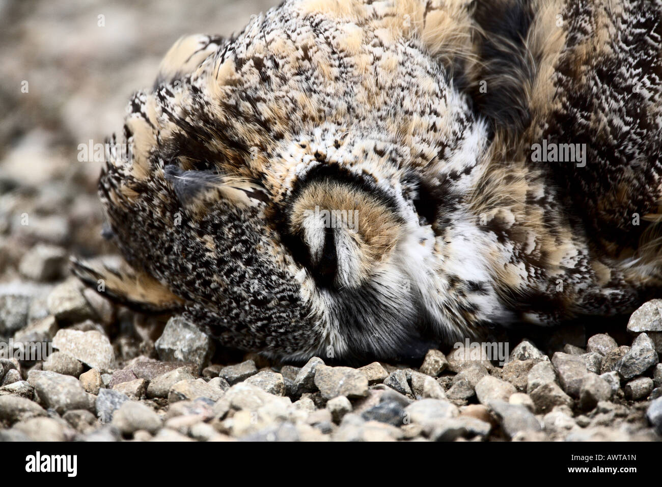 A road kill owl Stock Photo Alamy