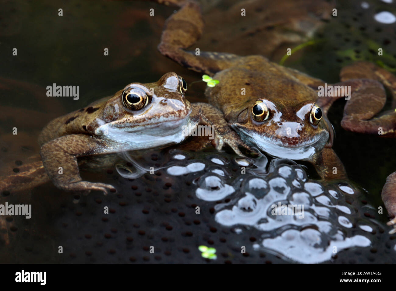 Common Frogs Rana temporaria with spawn in garden pond Potton Bedfordshire Stock Photo