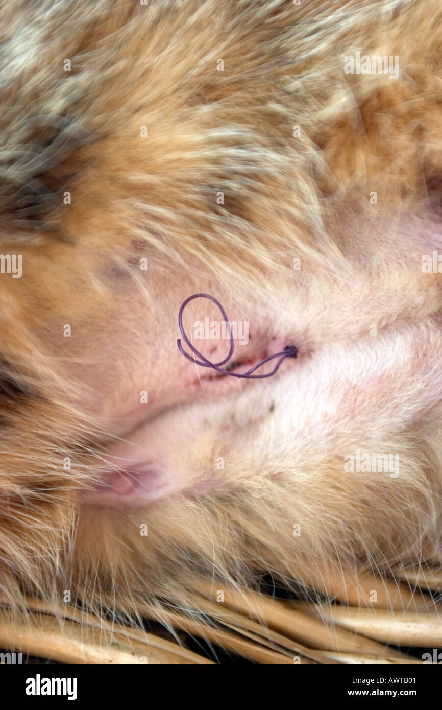 pink scar on a cat stomach  Stock Photo