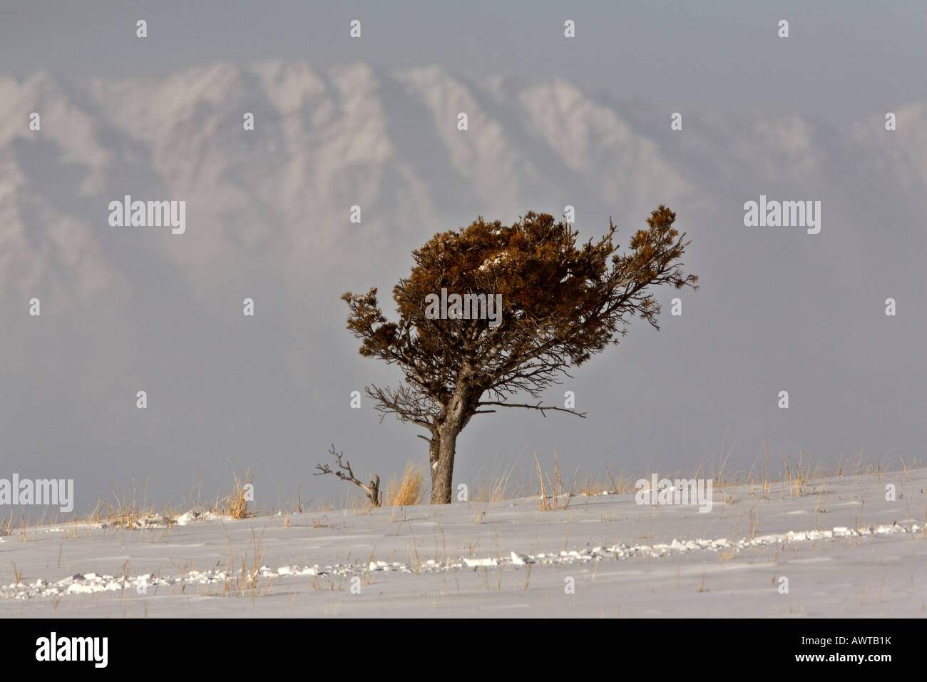 Horizontal wind blown tree on hi-res stock photography and images - Alamy