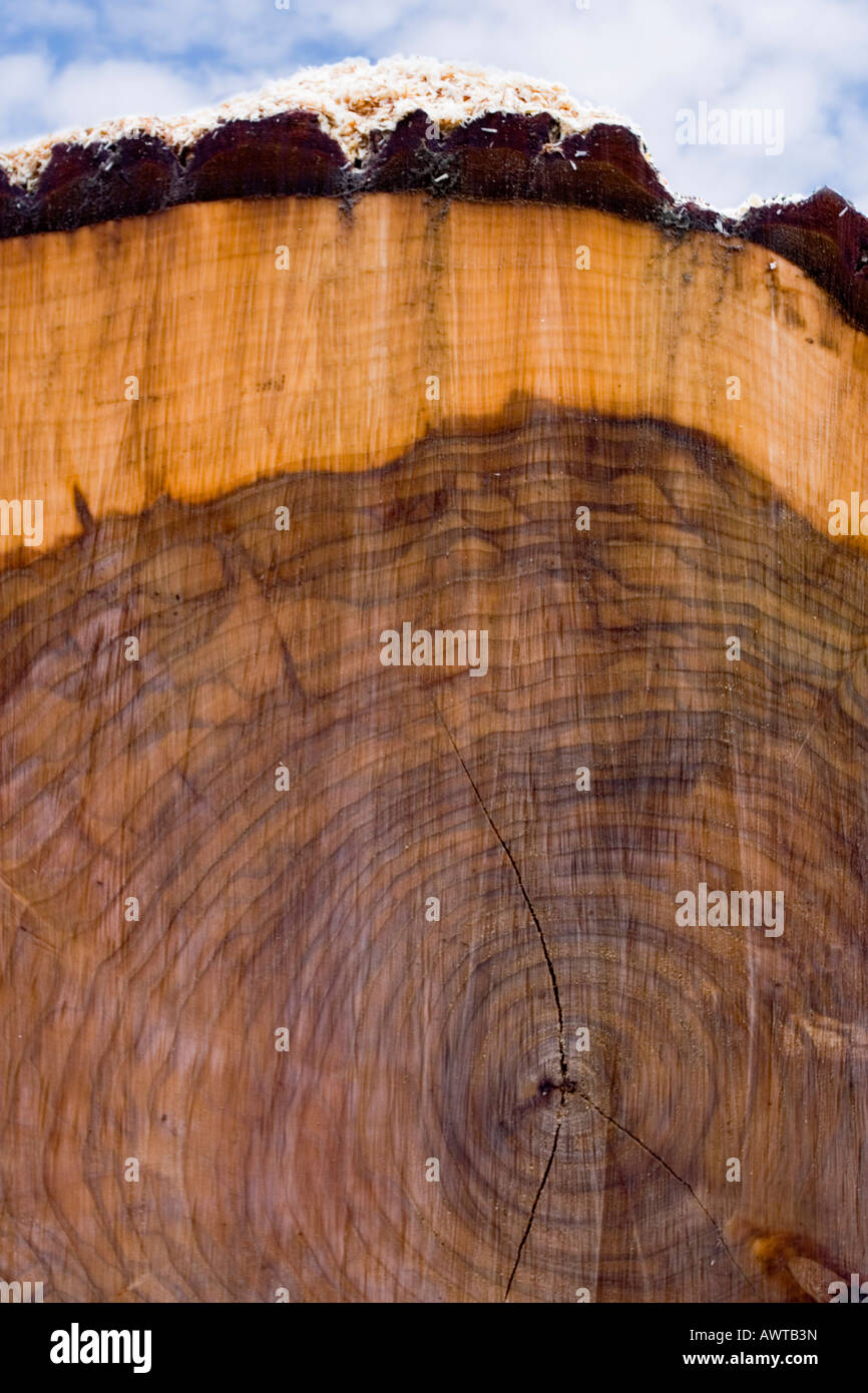 Felled oak tree with sawdust Netherlands Stock Photo