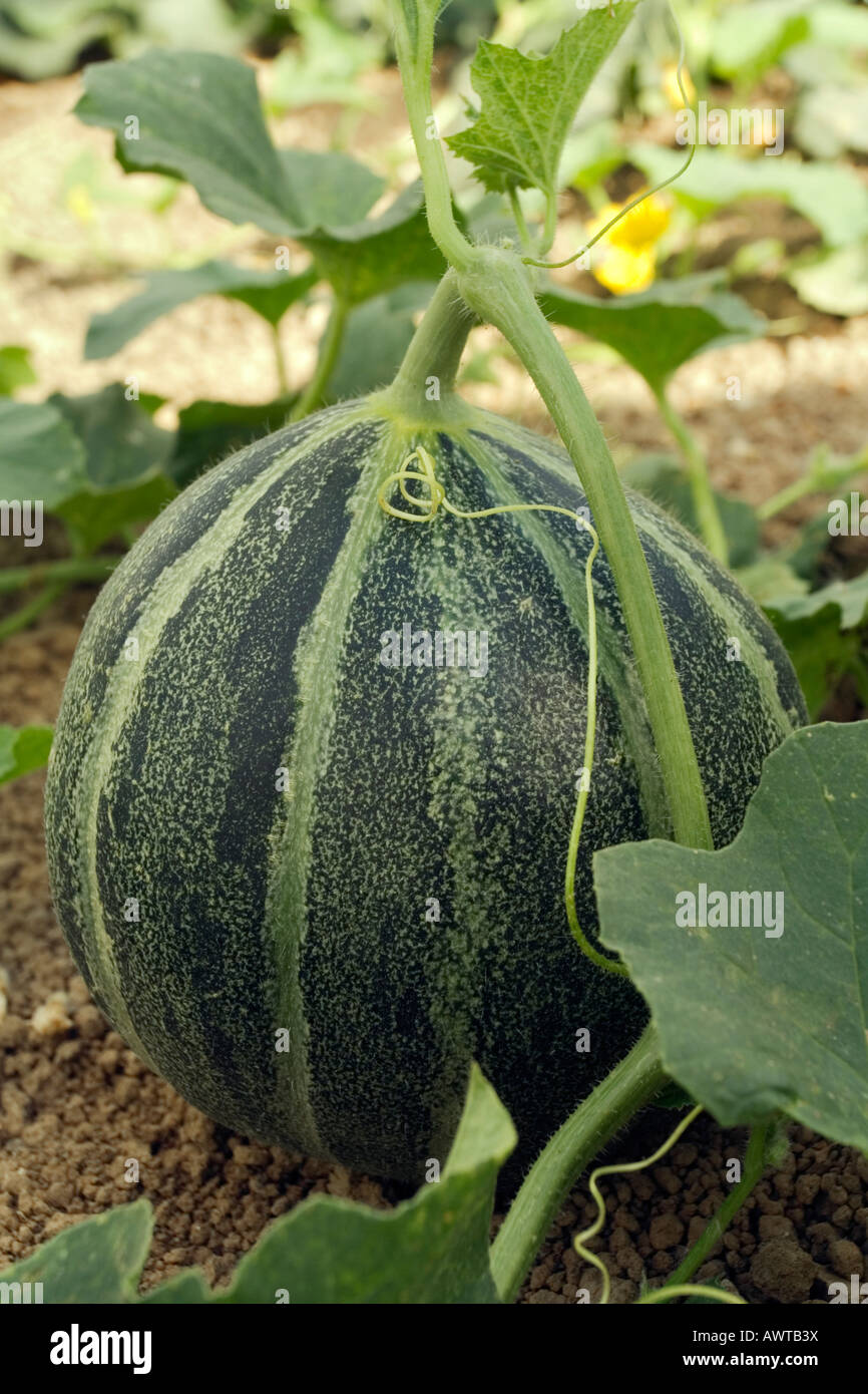 Growing ogen melons in greenhouse Stock Photo Alamy
