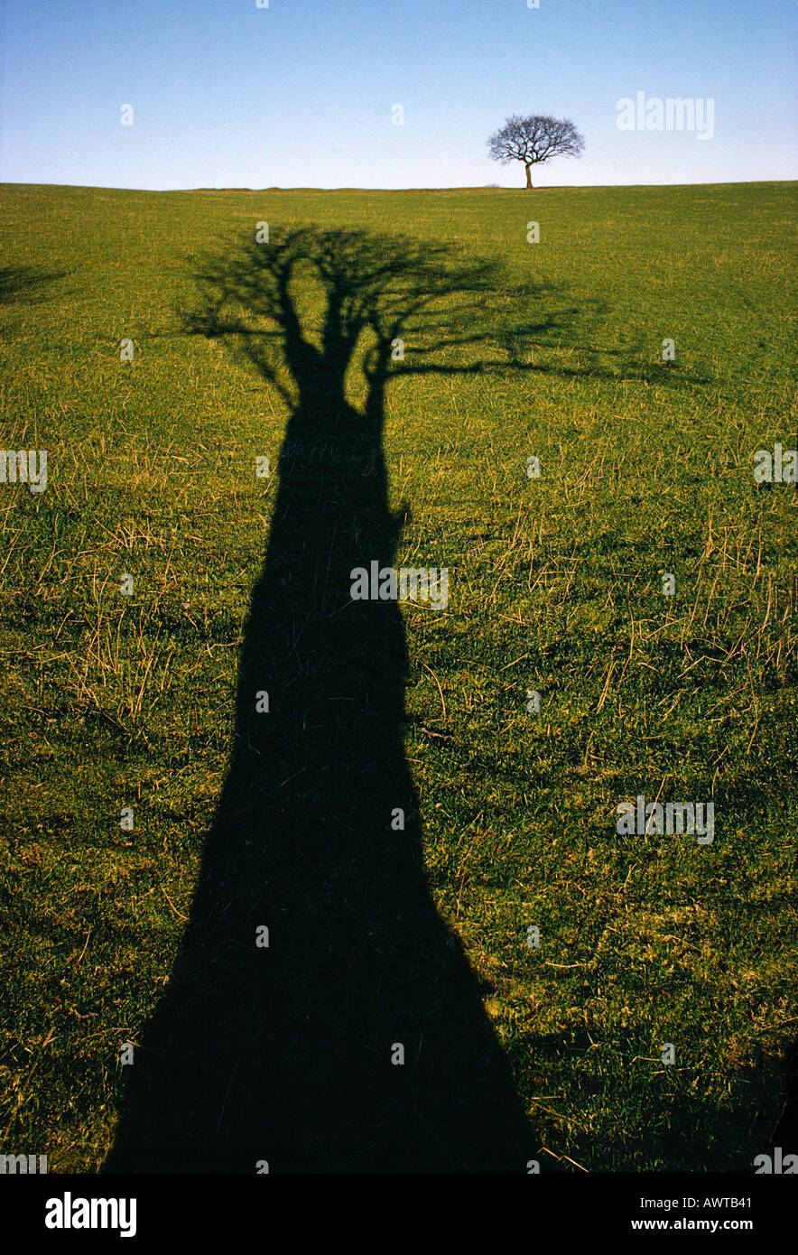 Tree And Shadow Tree shadow art hi-res stock photography and images - Alamy