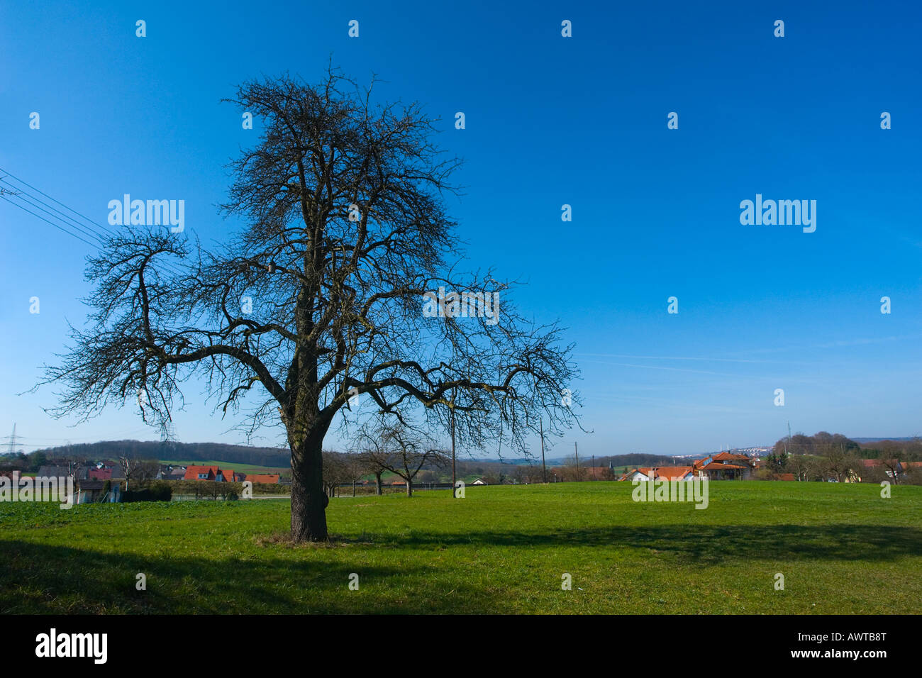 Meadow with tree Stock Photo