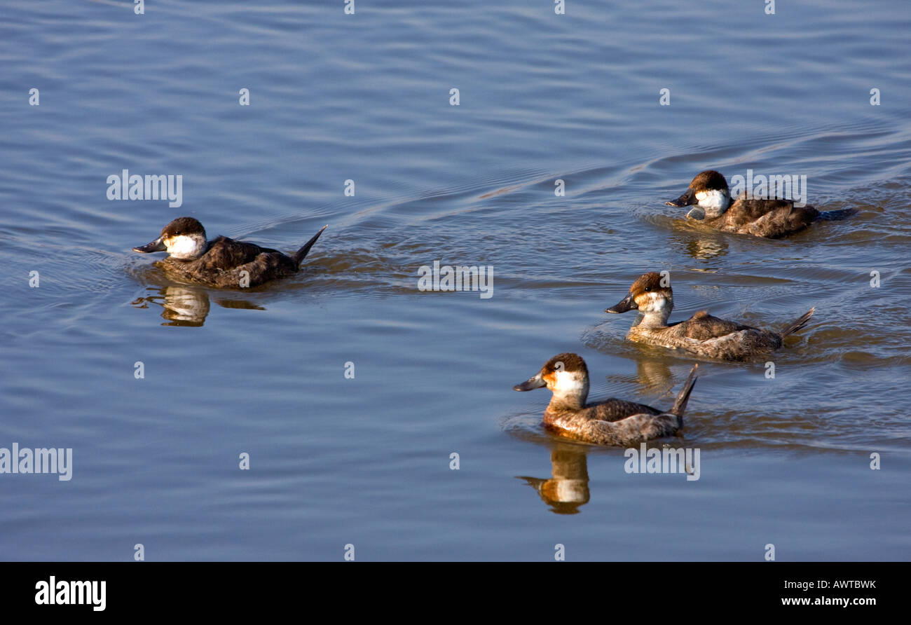 Ruddy Ducks swimming in a salt marsh Stock Photo