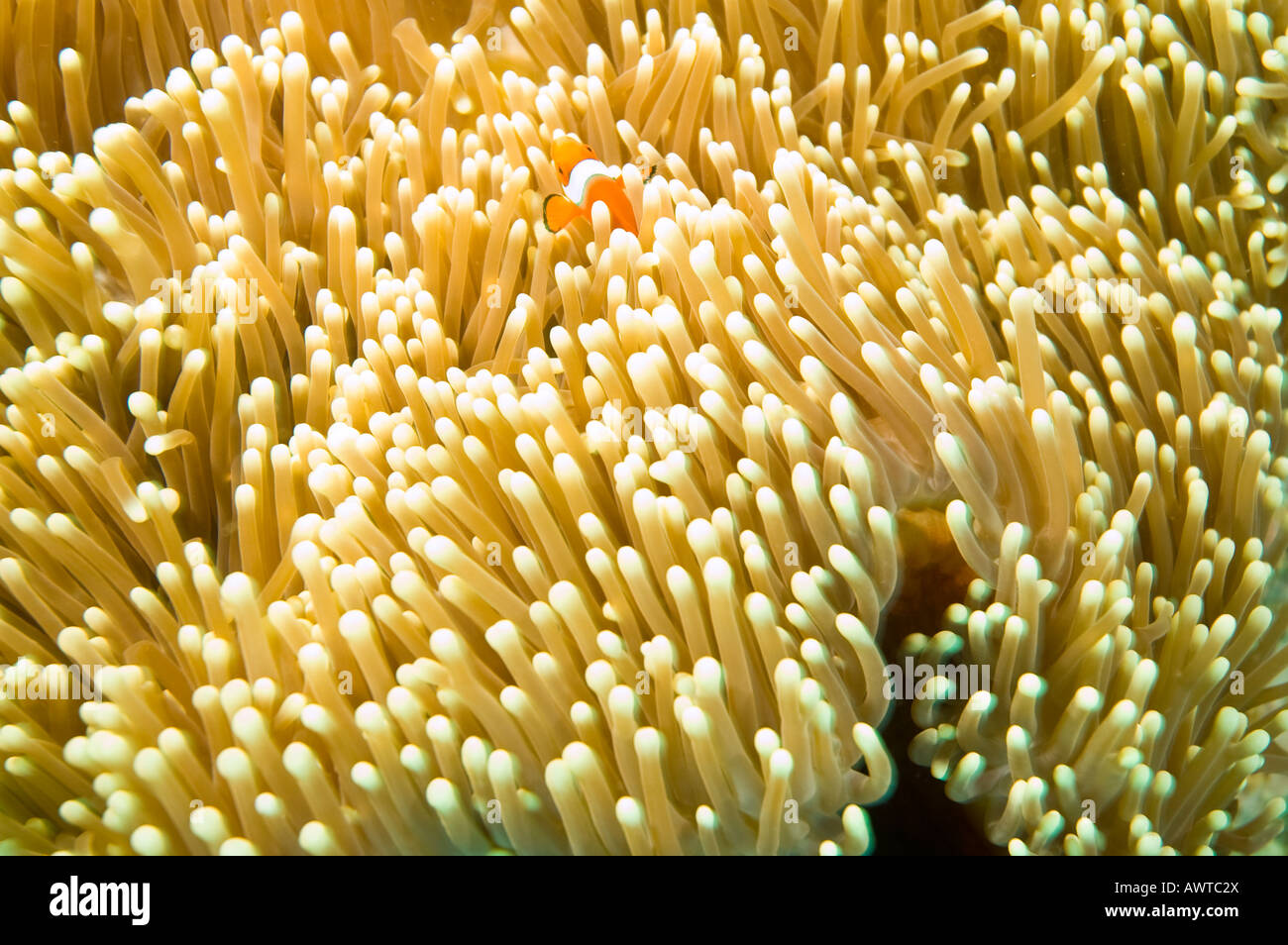 anemone with orange and white clown fish on great barrier reef australia Stock Photo