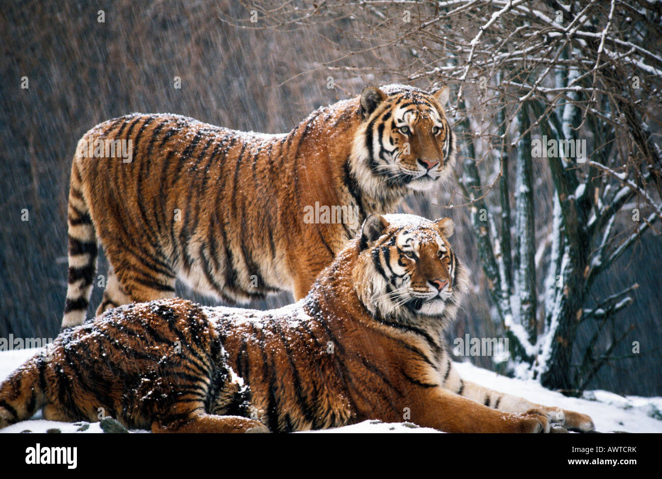 SIBERIAN TIGERS IN WINTER FOREST PANTHERA TIGRIS ALTAICA altaica animal animals Asia Asian Asiatic big blooded Carnivora carnivo Stock Photo