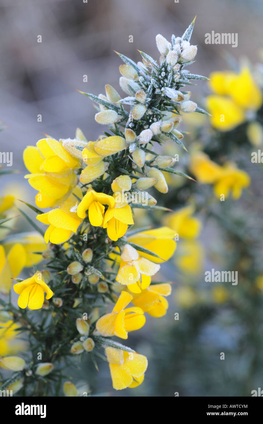 Gorse in winter frost Stock Photo