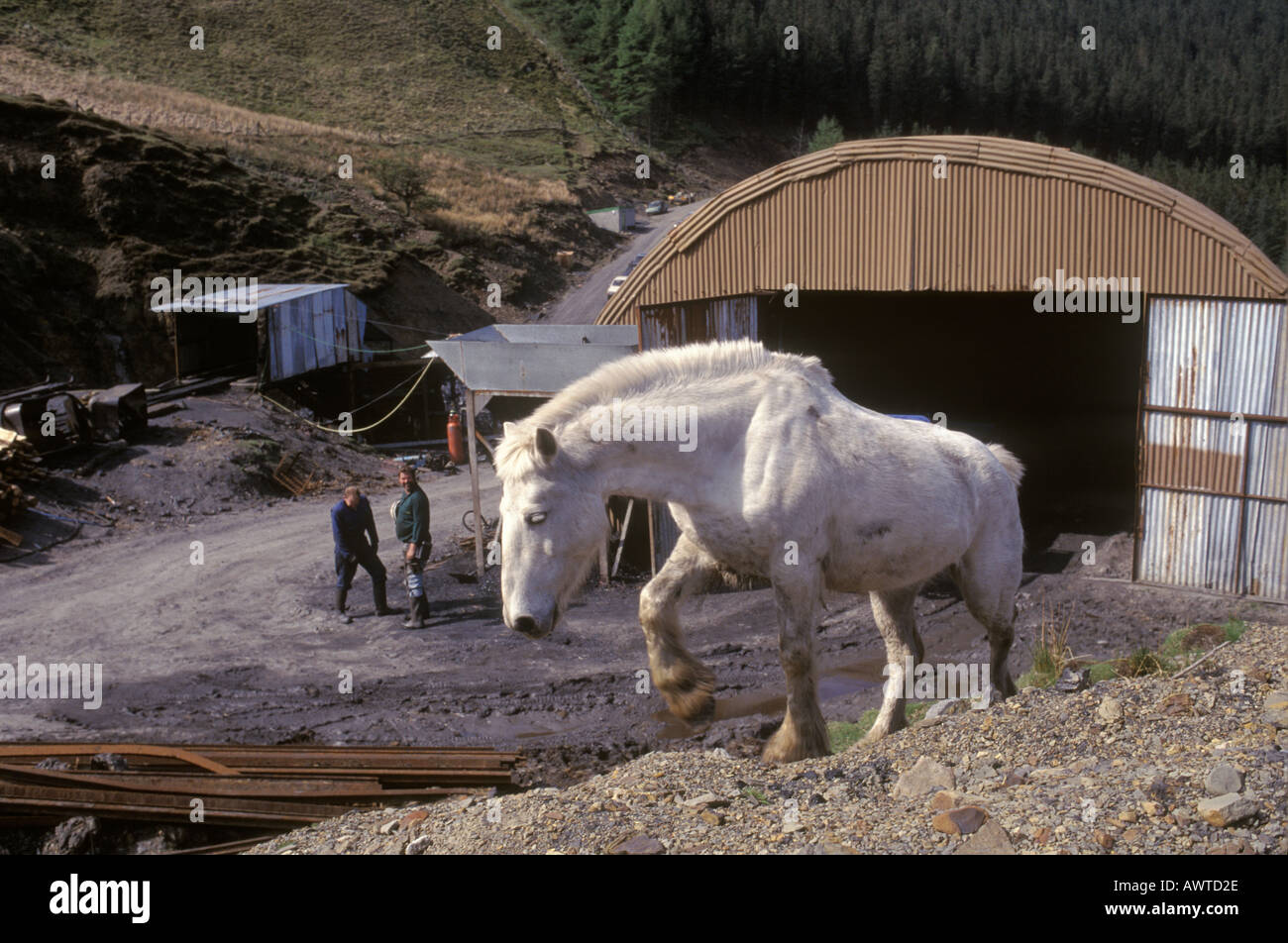 Pit pony mine hi-res stock photography and images - Alamy