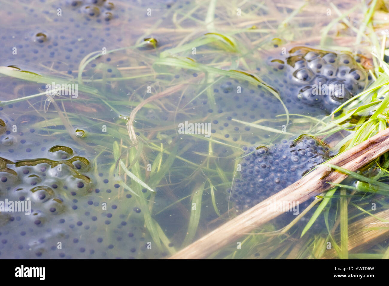 Frog eggs in spring in a dutch pond March 15 2008 Stock Photo