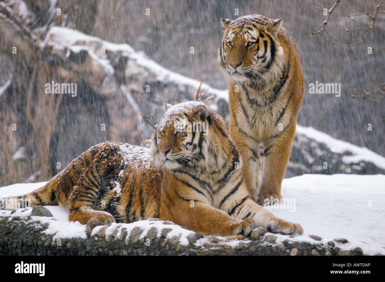 SIBERIAN TIGERS IN WINTER FOREST PANTHERA TIGRIS ALTAICA altaica animal animals Asia Asian Asiatic big blooded Carnivora carnivo Stock Photo