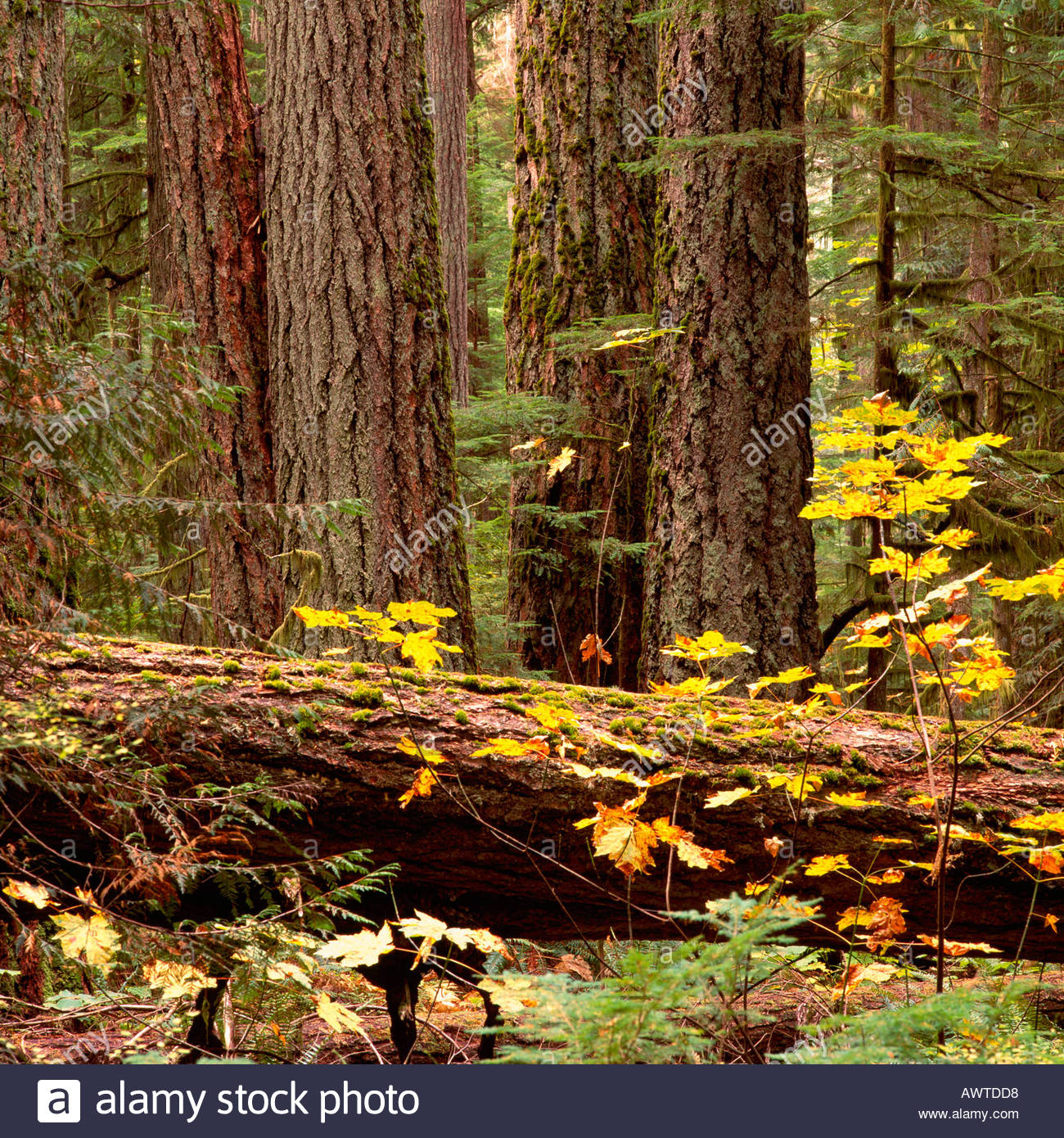 Tall Sitka Spruce Trees in a Temperate Rainforest in the Carmanah Valley on Vancouver Island in British Columbia Canada Stock Photo